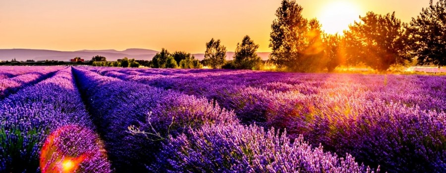 20SU042 Provence