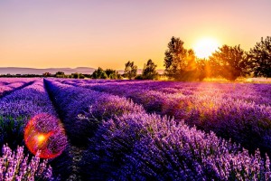 20SU042 Provence